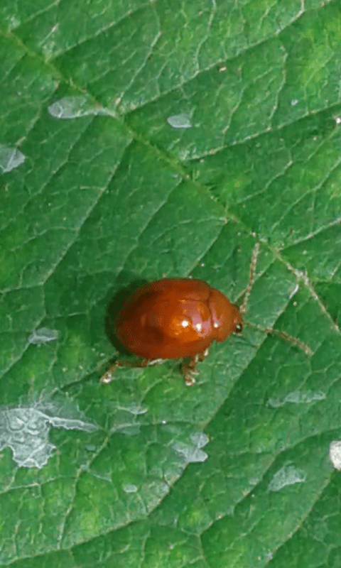 Sphaeroderma sp., Chrysomelidae? S.